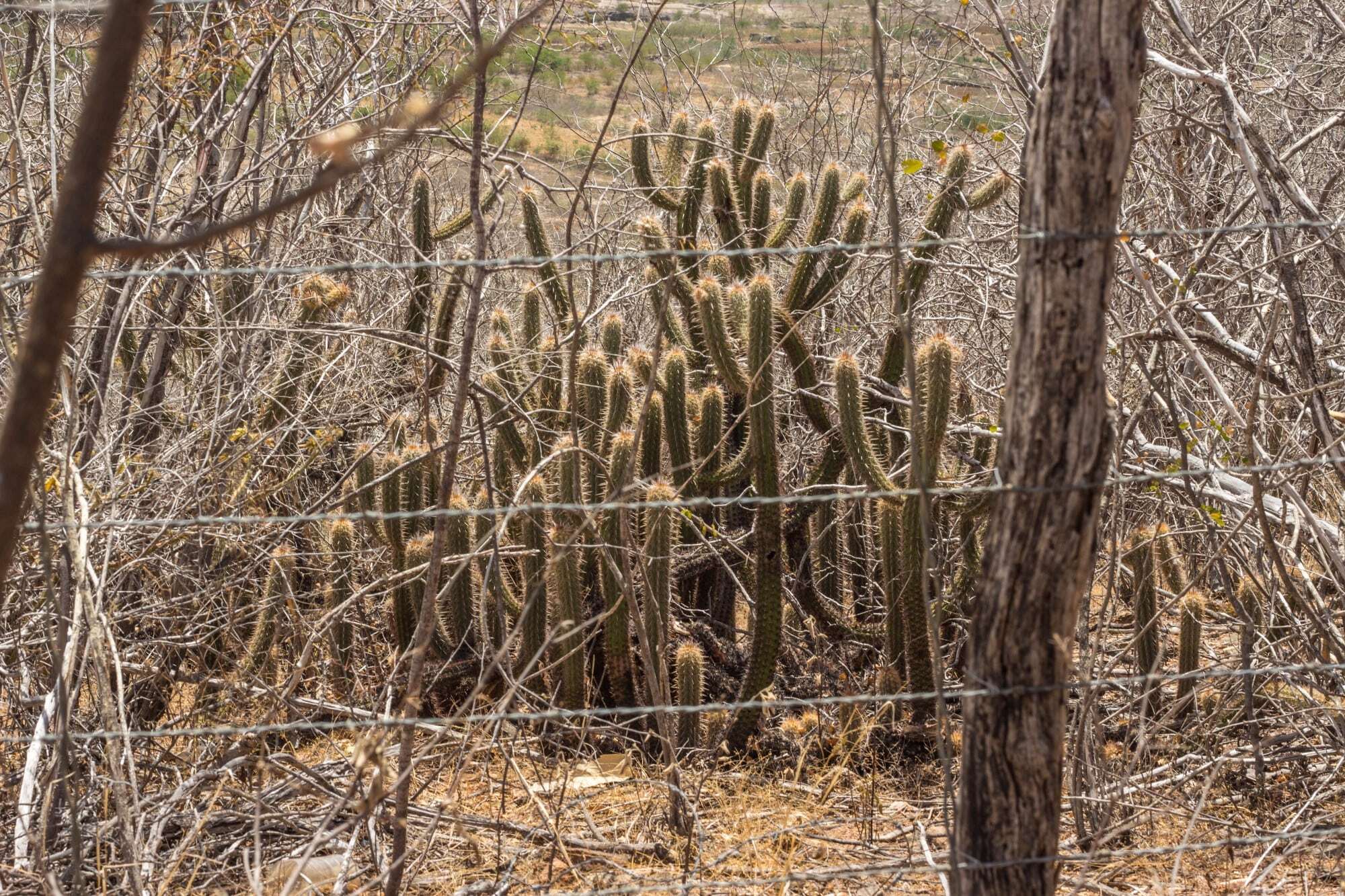 imagem de cactus atrás de uma cerca de arame farpado