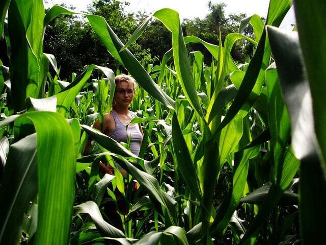 angelica no meio de uma plantação de milho